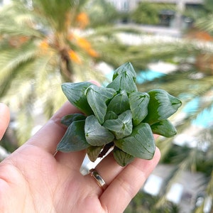 Haworthia Ice City