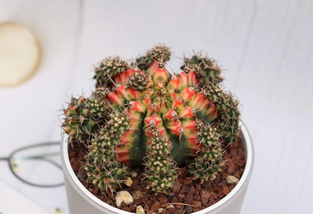 Gymnocalycium Mihanovichii Cv. Noel - Etsy