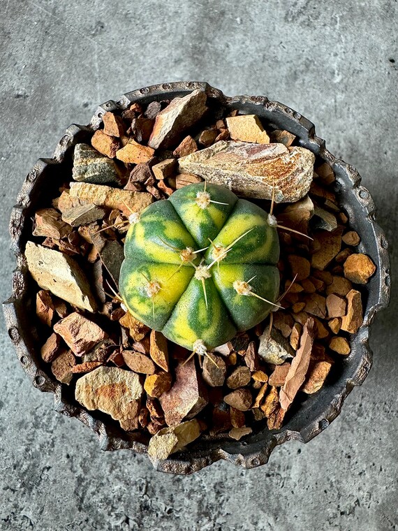 Gymnocalycium Buenekeri Variegated - Etsy