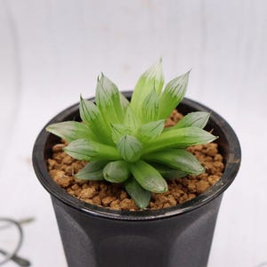 Haworthia Sciaky