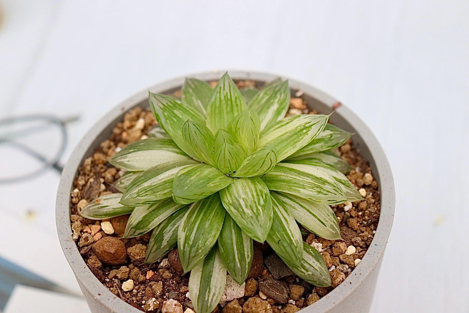 Haworthia Hanabi Variegated - Etsy