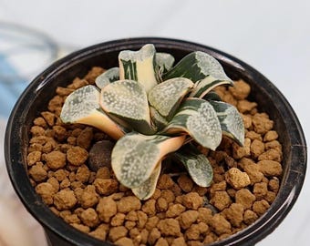 J109【KP】Monstera Legacy Variegata モンステラ レガシー 斑入り
