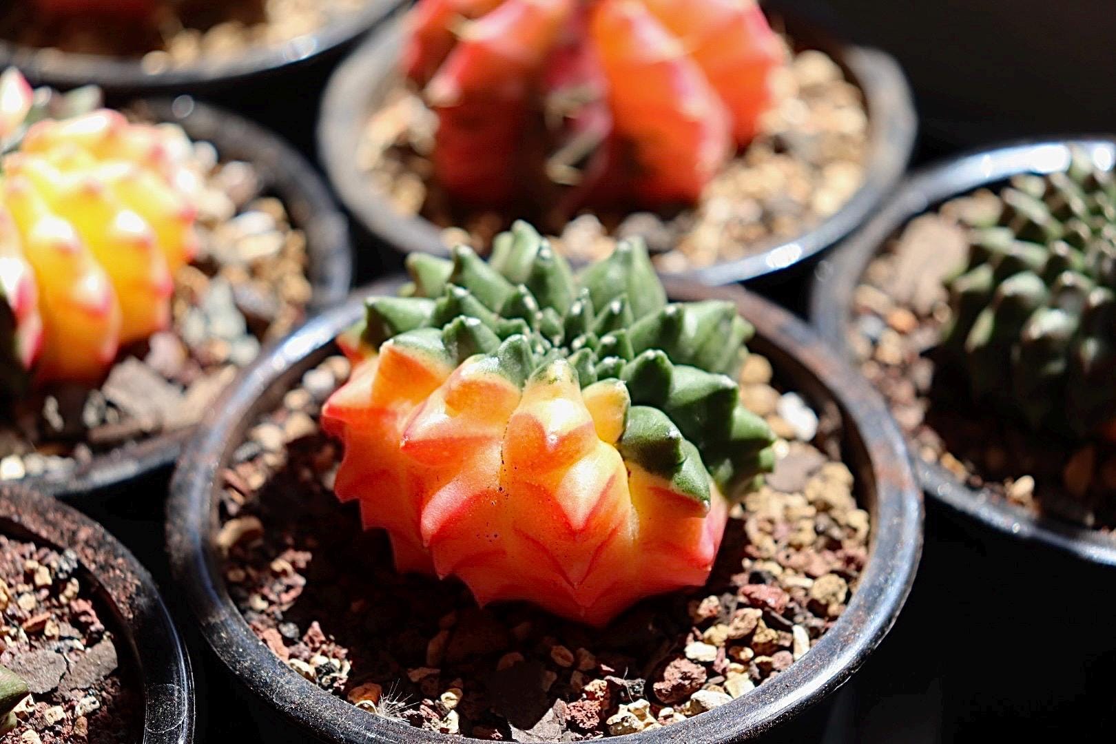 Gymnocalycium Inermis Cristata Variegated (thornless) - Etsy