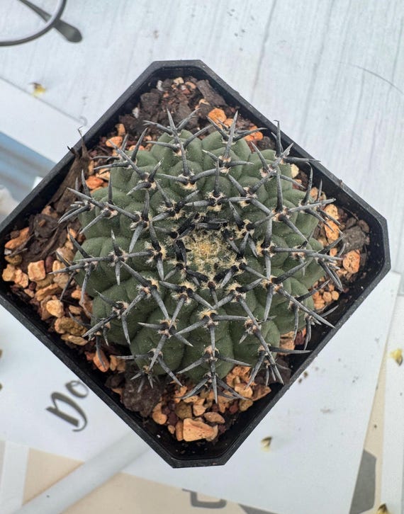 Gymnocalycium Bodenbenderianum (black Spine) - Etsy