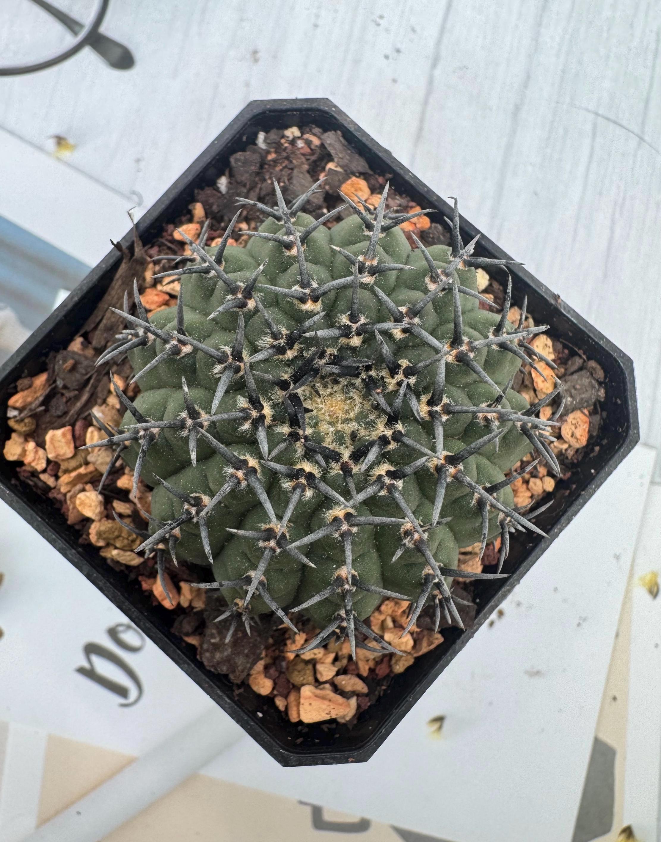 Gymnocalycium Bodenbenderianum (black Spine) - Etsy