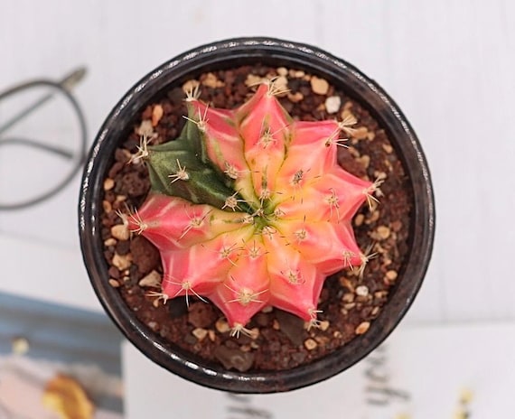 Gymnocalycium Mihanovichii Variegated