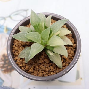 Haworthia Blue Pygmaea Variegated