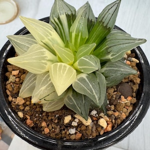 Haworthia Atrofusca Mutant Variegated