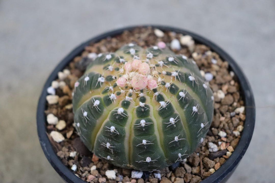 Gymnocalycium Ragonesei Variegated 3 Inches - Etsy