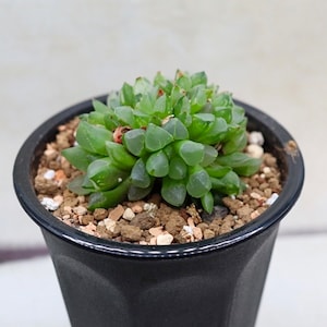 Haworthia Christmas Candle