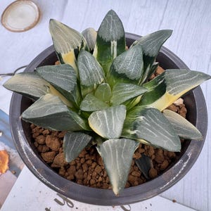 Haworthia Correcta Variegated