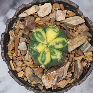 Gymnocalycium Buenekeri Variegated