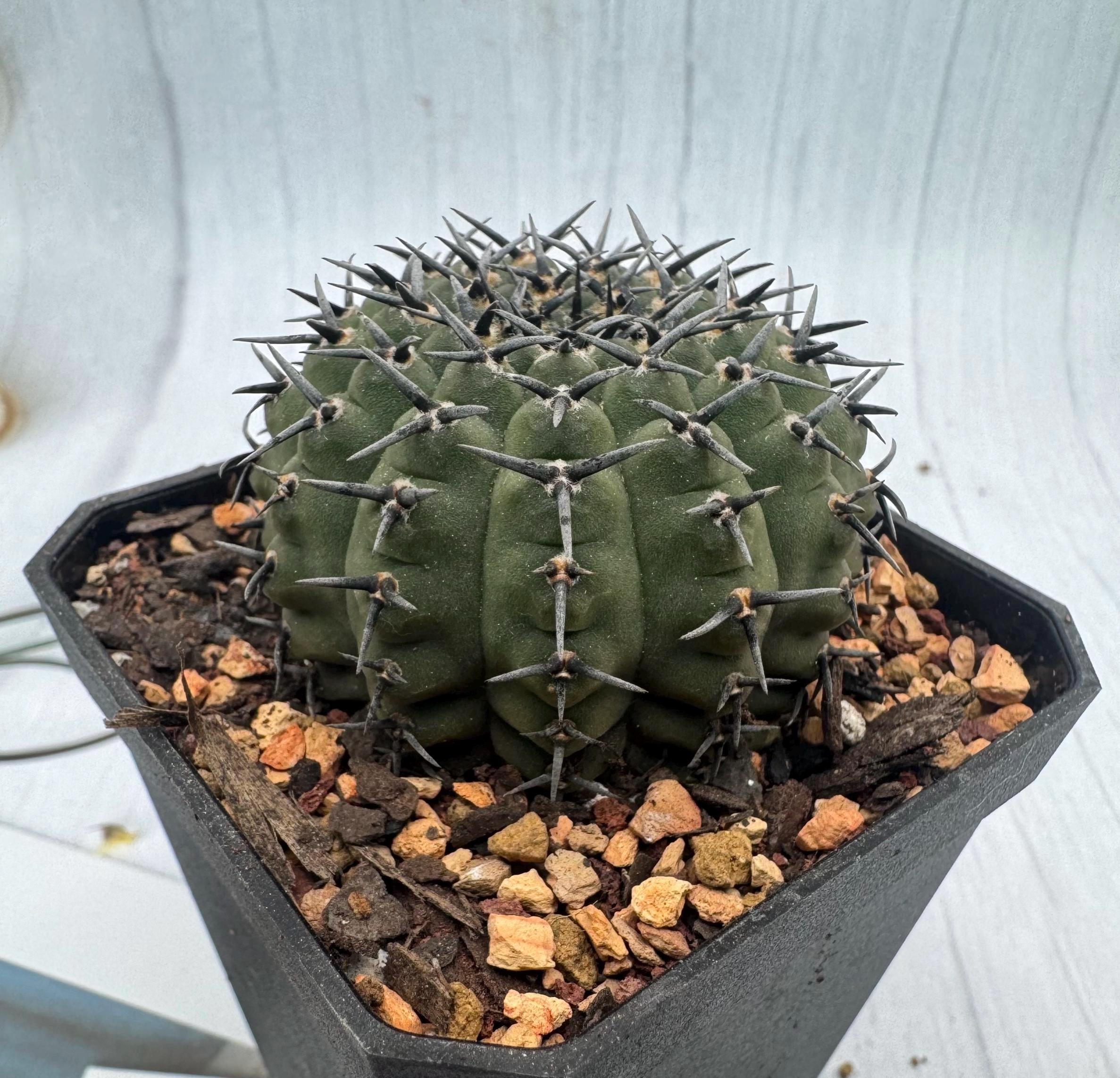 Gymnocalycium Bodenbenderianum (black Spine) - Etsy
