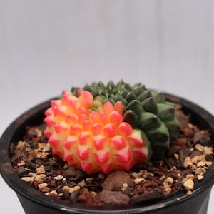 Gymnocalycium Inermis Cristata Variegated (Thornless)