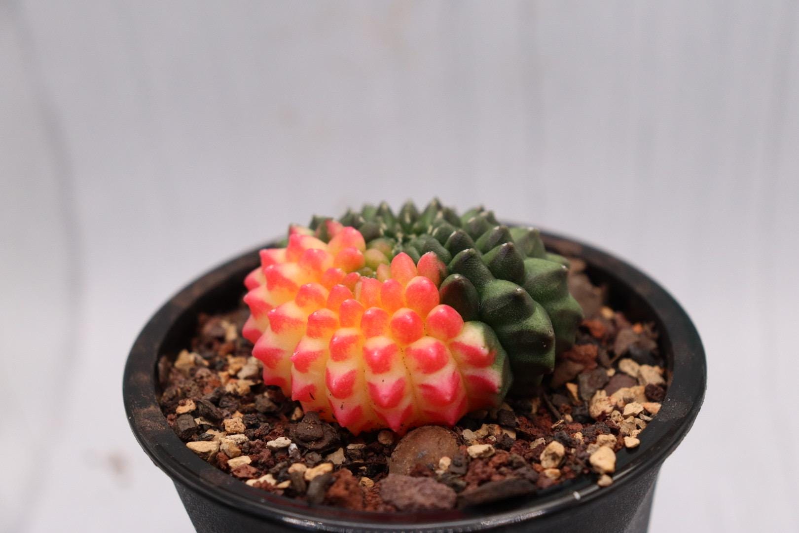 Gymnocalycium Inermis Cristata Variegated (thornless) - Etsy
