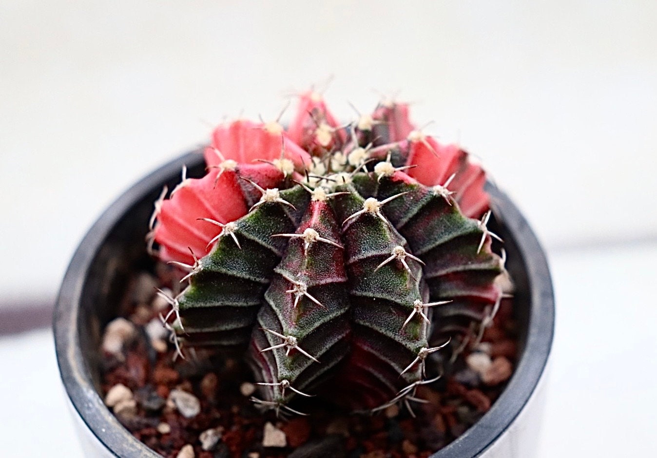 Gymnocalycium Mihanovichii Variegated - Etsy