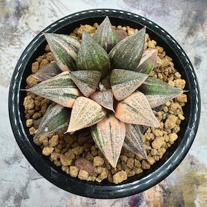 Splenden Lady Rose Variegated