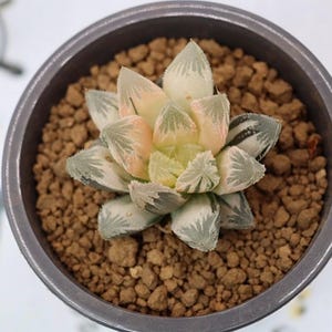 Haworthia Hakuteijyo Variegated