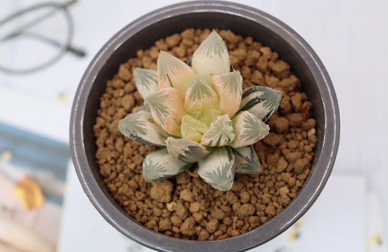 Haworthia Hakuteijyo Variegated - Etsy