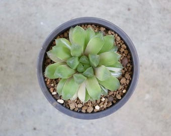 Haworthia Princess Kazunomiya Mutant -live Plant-rare Succulent - Etsy