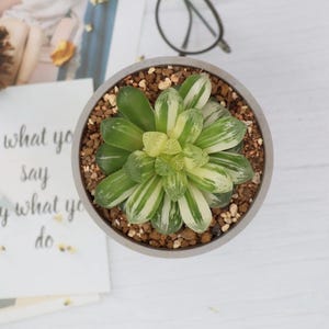 Haworthia Obtusa Variegated