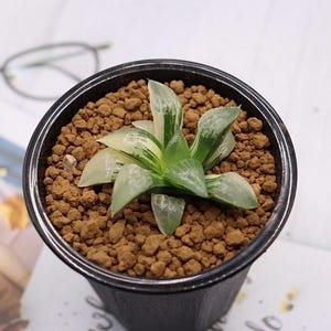 Haworthia Ice River Variegated
