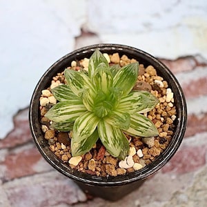 Haworthia Hanabi Variegated