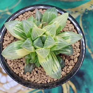 Haworthia Heidelbergensis Variegated