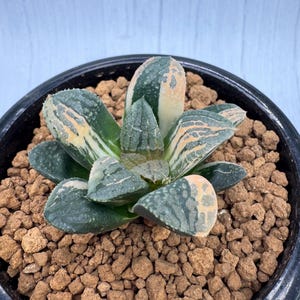 Haworthia Hybrid