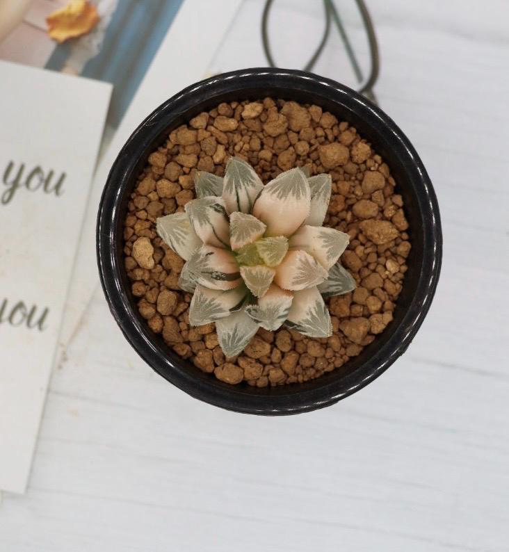 Haworthia Hakuteijyo Variegated - Etsy
