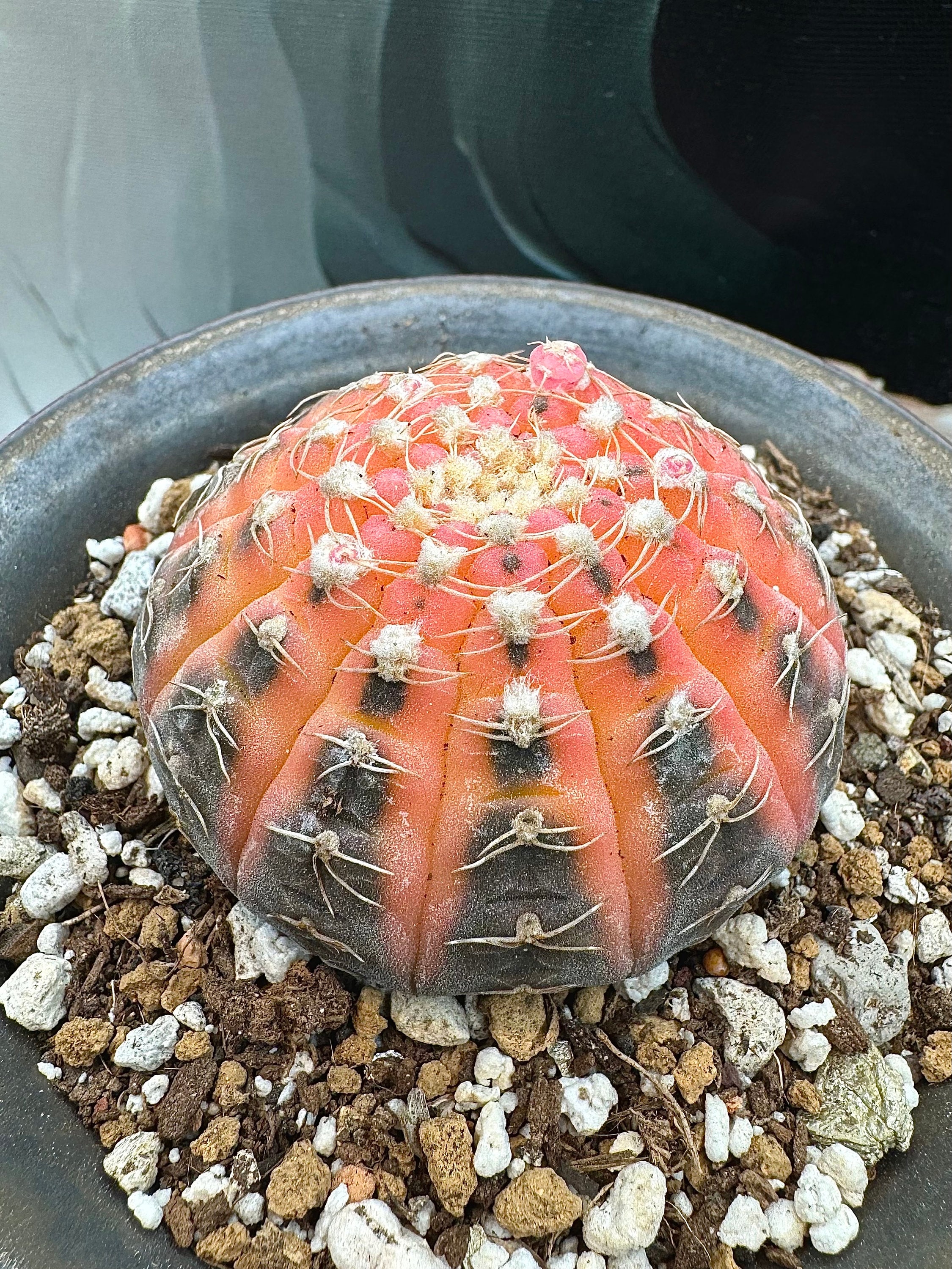 Gymnocalycium Ragonesei Variegated 2 Inches - Etsy