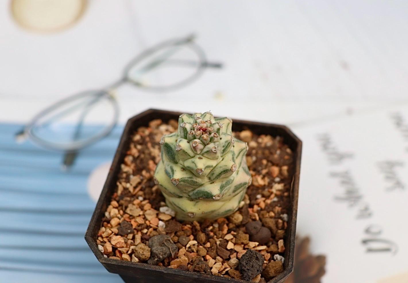 Euphorbia Monadenium Ritchiei Variegated - Etsy