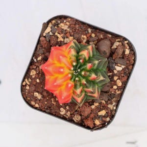 Gymnocalycium Inermis Cristata Variegated (Thornless)