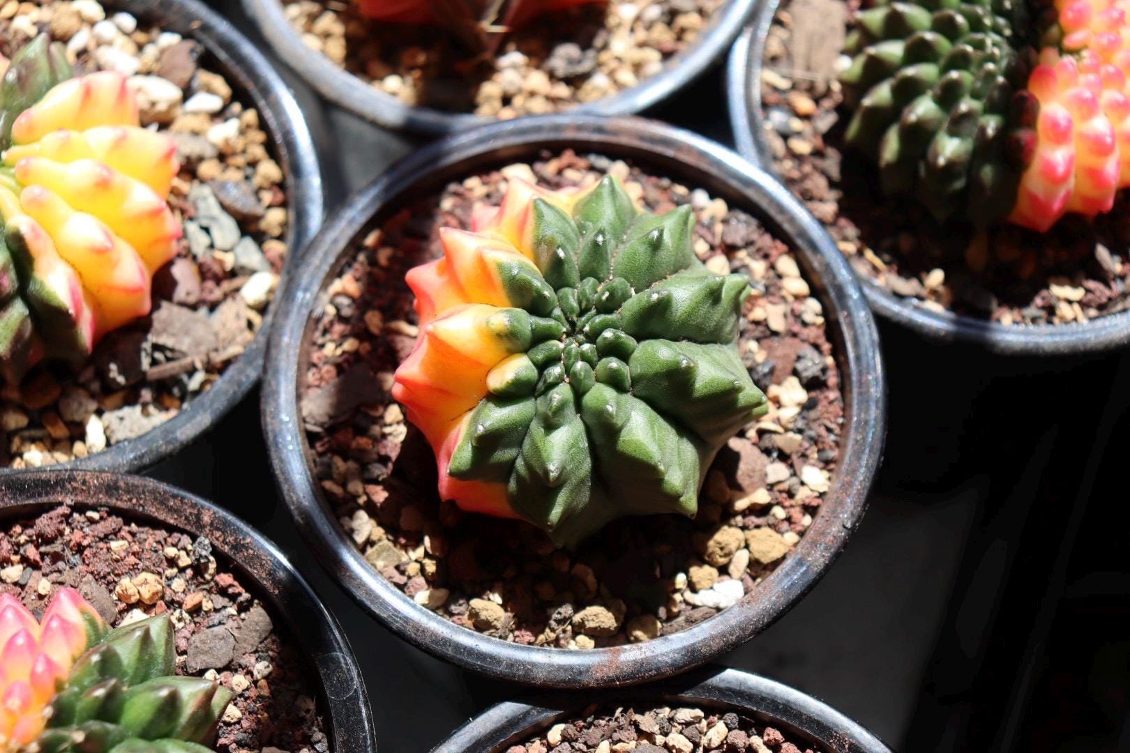 Gymnocalycium Inermis Cristata Variegated (thornless) - Etsy
