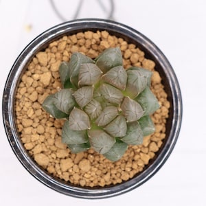 Haworthia Obtusa