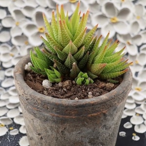 Haworthia Koteki Nishiki Hybrid