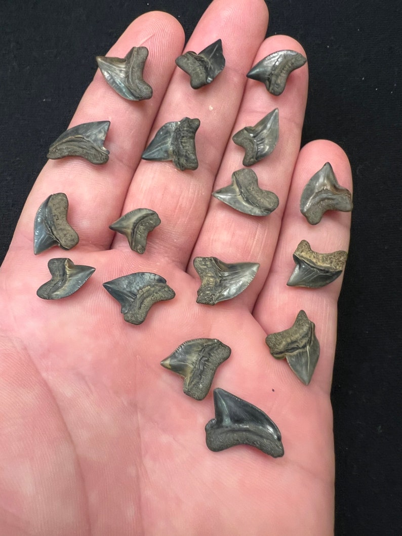 Awesome Collection of Squalicorax Aka Crow Shark Teeth Super Fossils From Mississippi Etsy