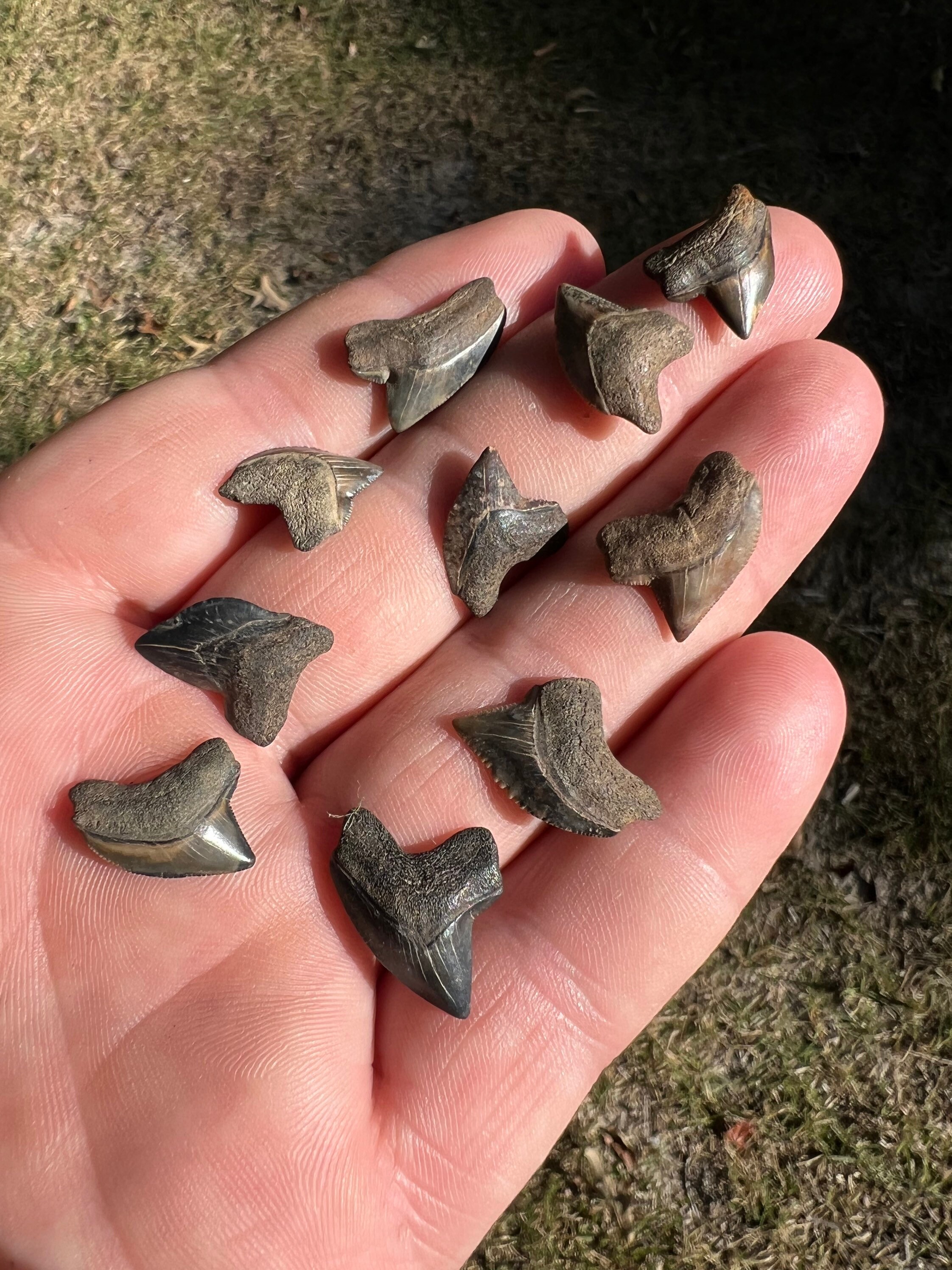 10 Beautiful Crow Shark Teeth Fossils From Mississippi Etsy