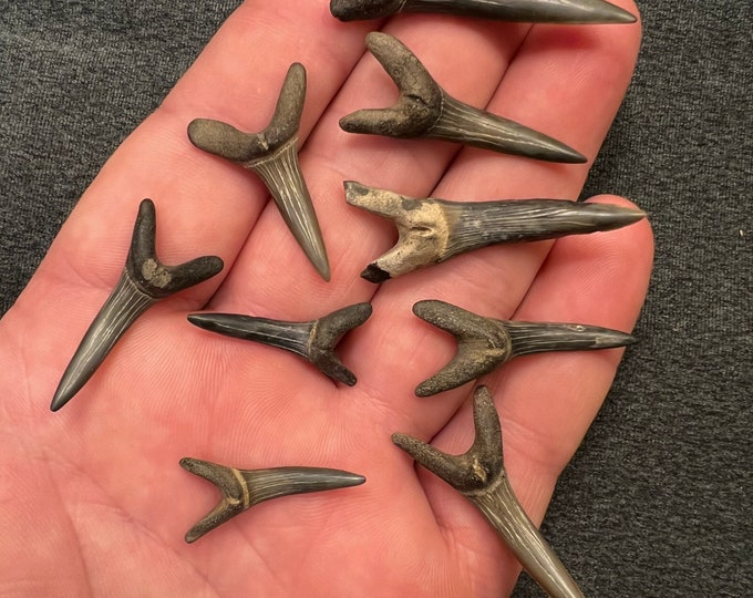 Fossil Goblin Shark Teeth From Mississippi Etsy