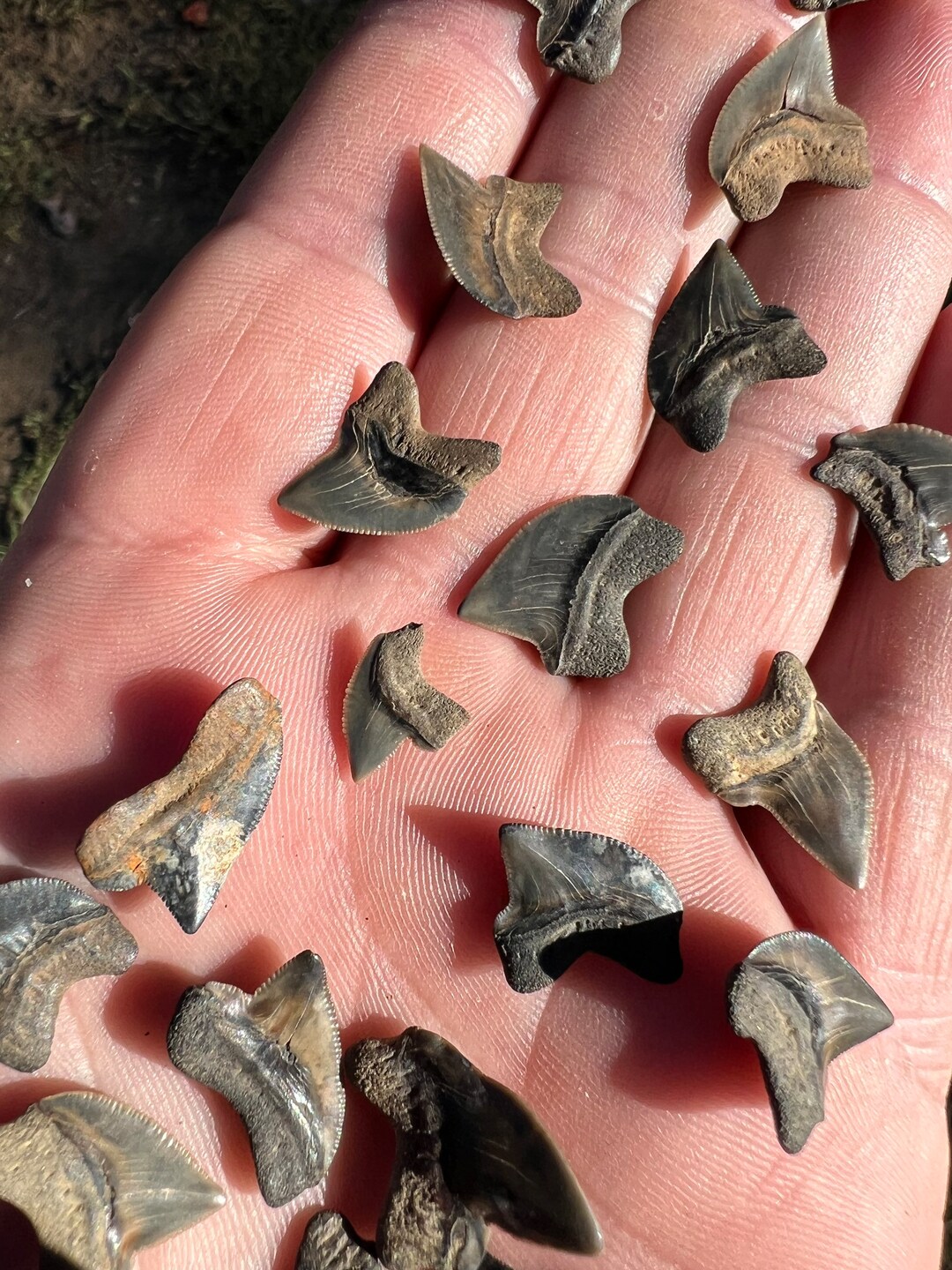 23 Crow Shark Teeth Fossils From North Mississippi Etsy