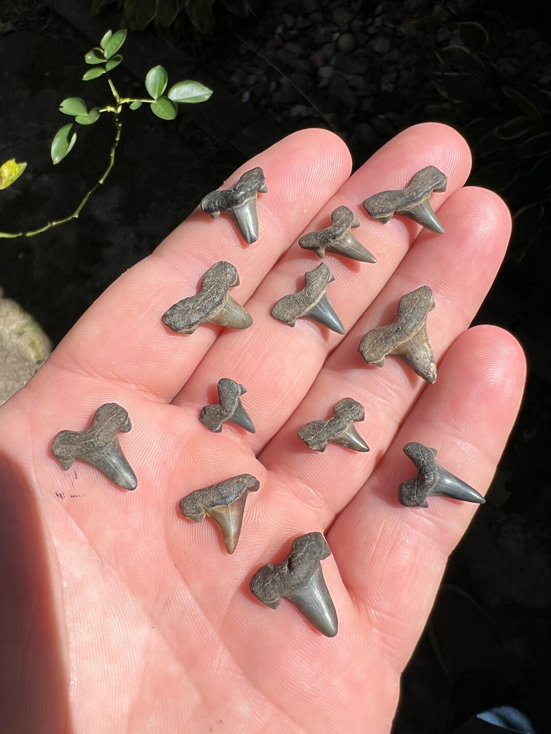 Cretalamna Shark Teeth Fossils From North Mississippi Etsy
