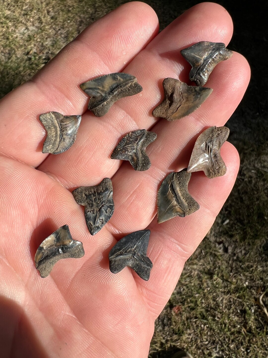 10 Beautiful Crow Shark Teeth Fossils From Mississippi Etsy
