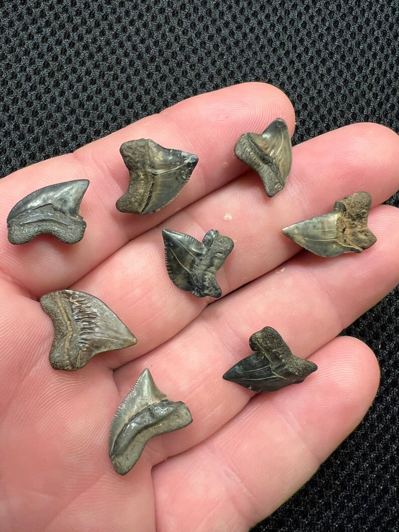 8 Beautiful Squalicorax Shark Teeth Fossils From Mississippi Etsy