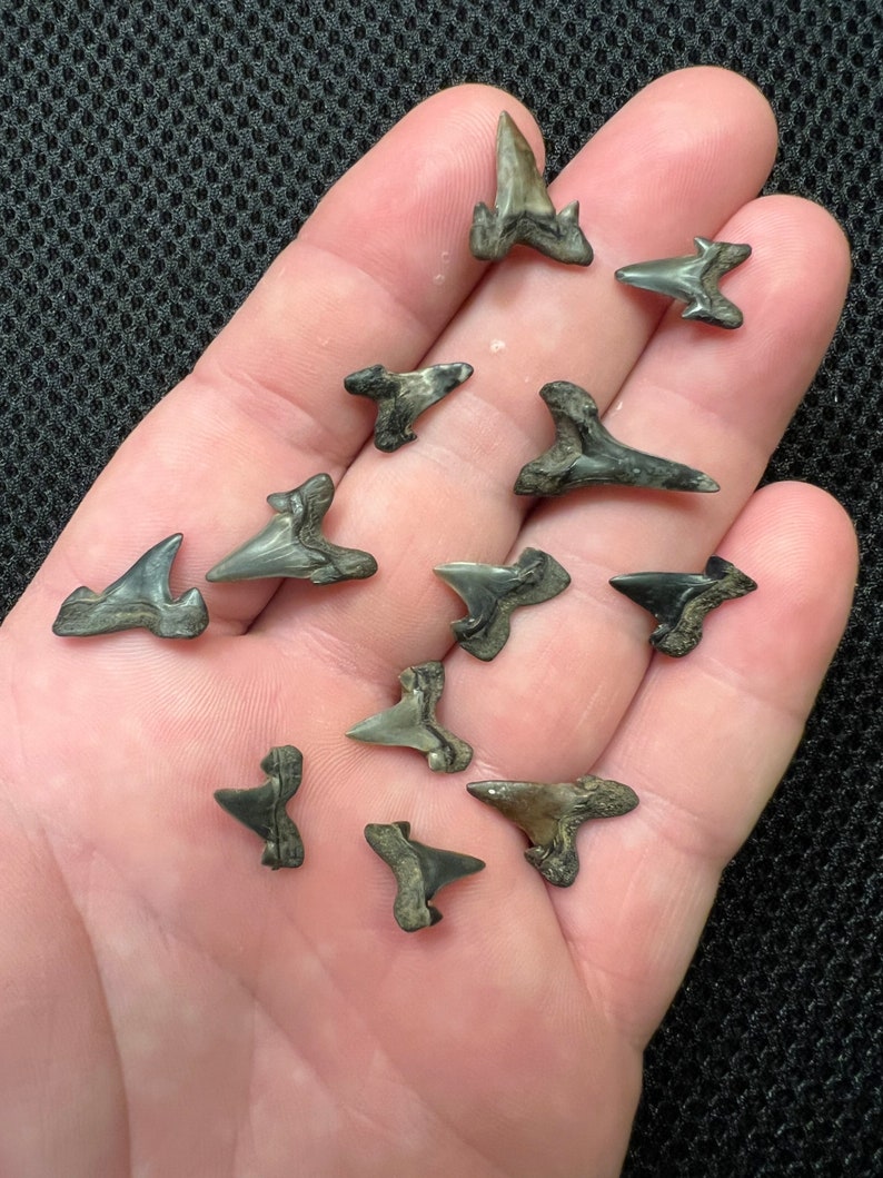 A Dozen Cretalamna Shark Teeth Fossils From North Mississippi Etsy