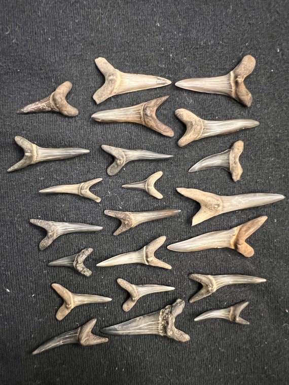 Goblin Shark Teeth Fossils From Mississippi - Etsy