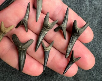 Goblin Shark Uppers - Etsy