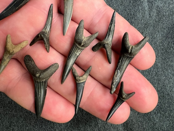 Goblin Shark Teeth Fossils From Mississippi - Etsy