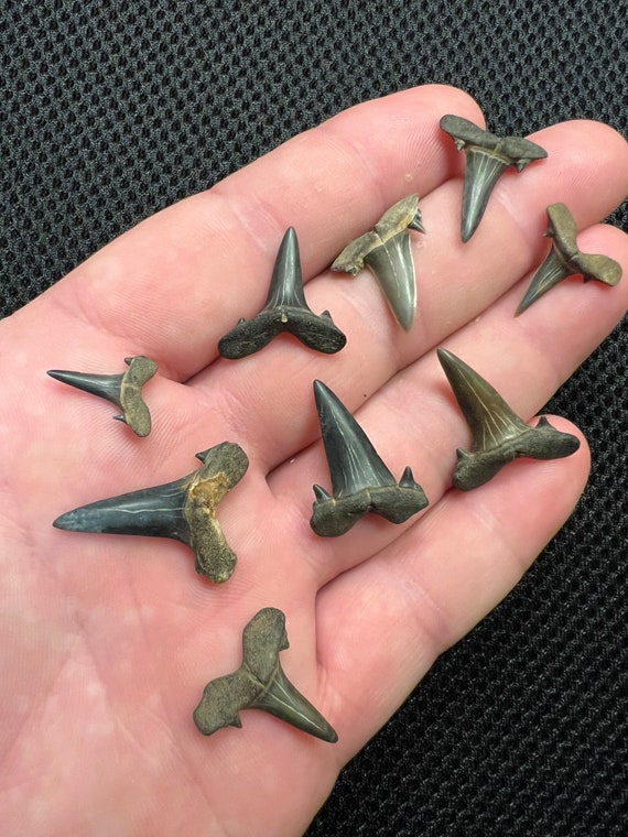 Collection of Lower Goblin Shark Teeth From Mississippi - Etsy