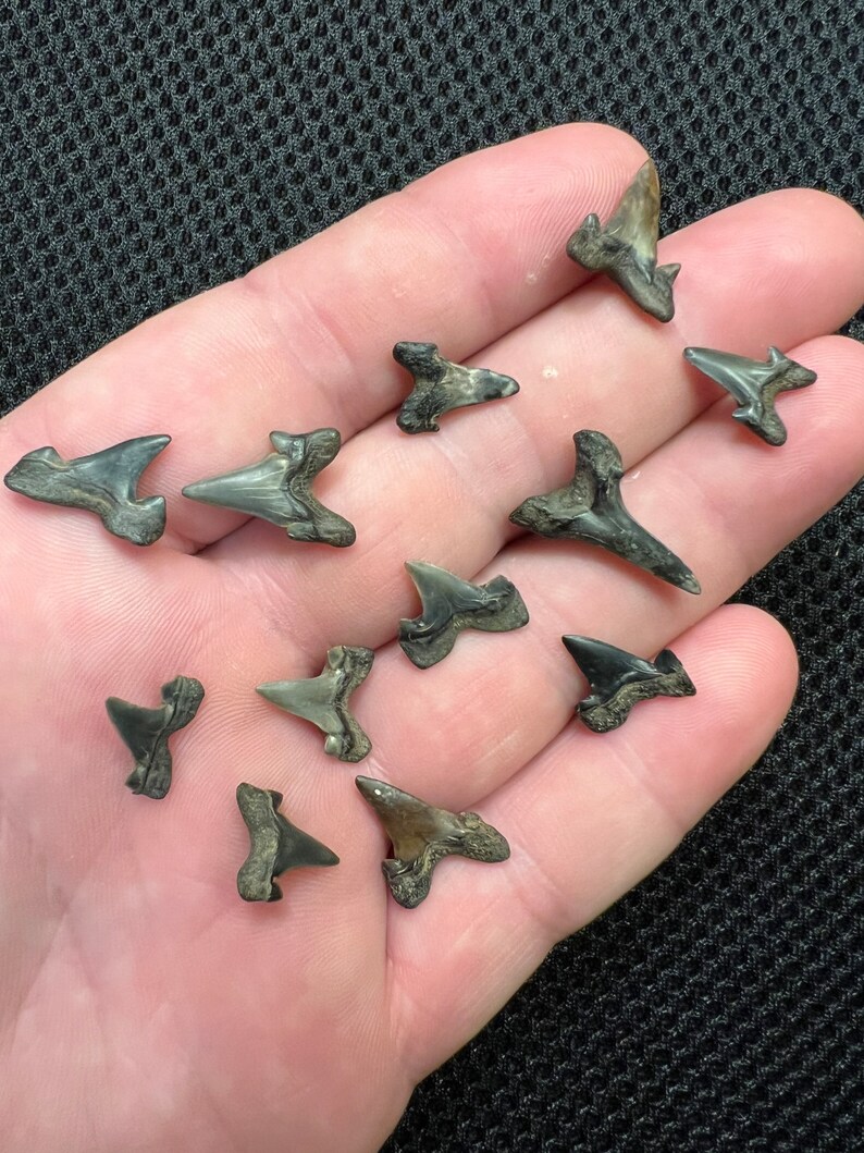 A Dozen Cretalamna Shark Teeth Fossils From North Mississippi Etsy