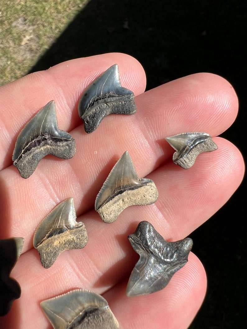 9 Beautiful Sqaulicorax Shark Teeth Fossils From North Mississippi Etsy